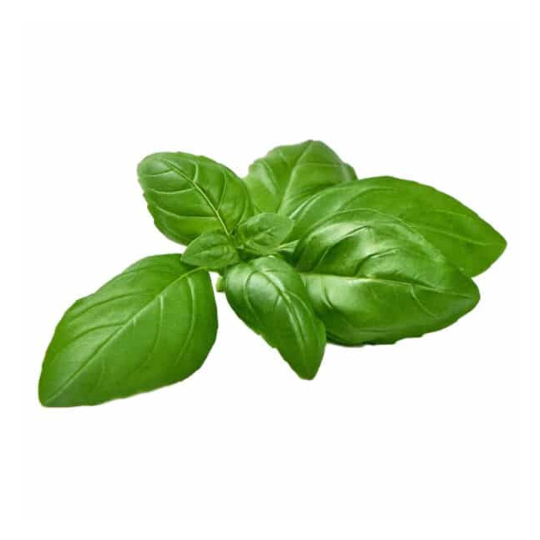 Basil Plant Pod